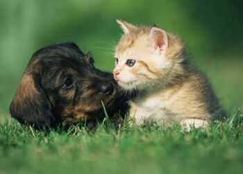 What Pet Is Best for Your Personality? Take the Quiz