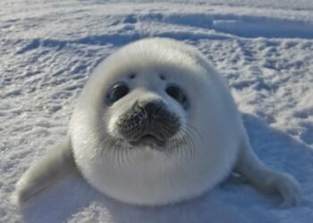 The Psychology of Cuteness