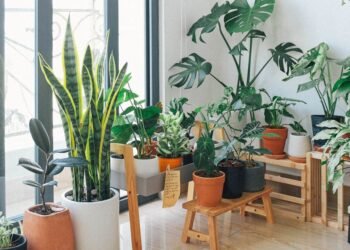 MY TOP 4 HOUSE PLANTS