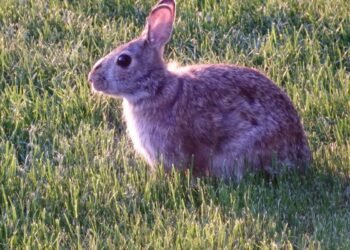 New Findings on Withdrawal Symptoms After Antidepressants