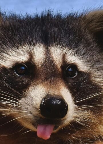 Overcoming Cynicism: Lessons From a Drunk Raccoon