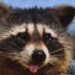 Overcoming Cynicism: Lessons From a Drunk Raccoon
