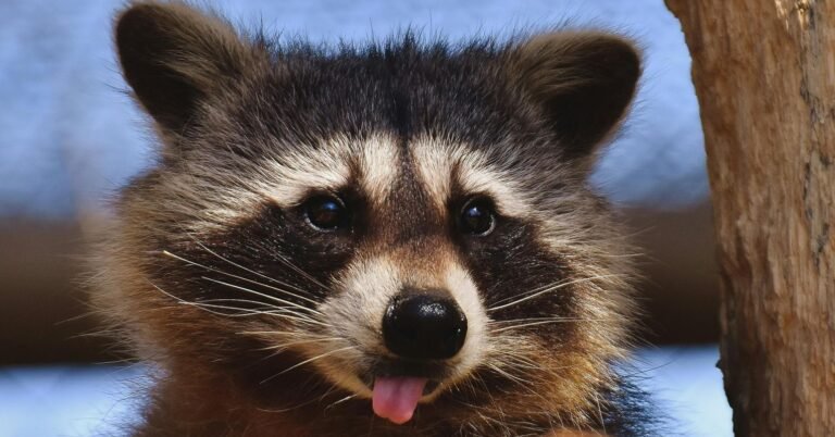 Overcoming Cynicism: Lessons From a Drunk Raccoon